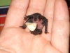 Pipistrello albolimbato (Pipistrellus kuhlii)