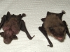Pipistrellus kuhlii alimentato scorrettamente VS alimentazione corretta