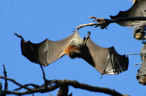 GreyHeadedFlyingFoxEbola