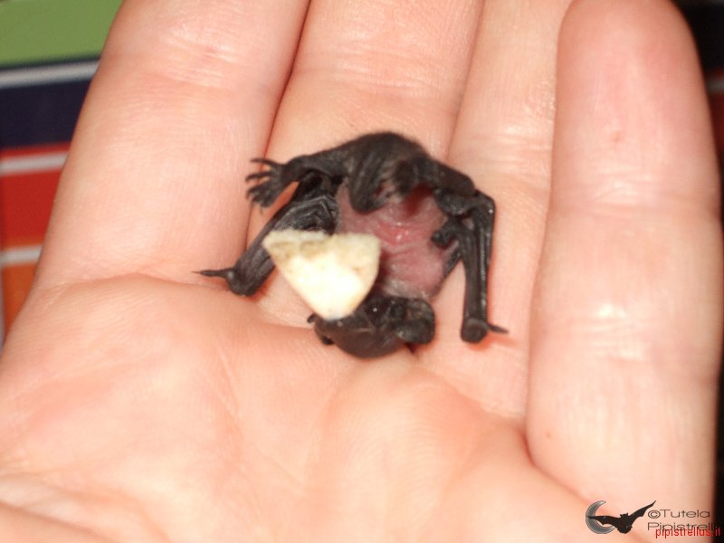 Pipistrello albolimbato (Pipistrellus kuhlii)