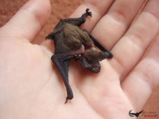 Pipistrellus kuhlii alimentato scorrettamente