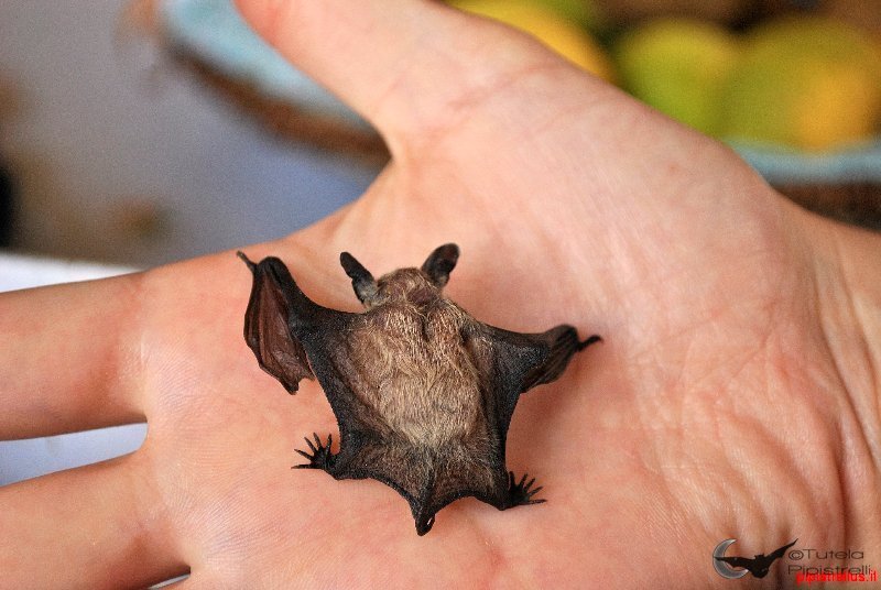 cucciolo di pipistrello di savi (Hypsugo savii)