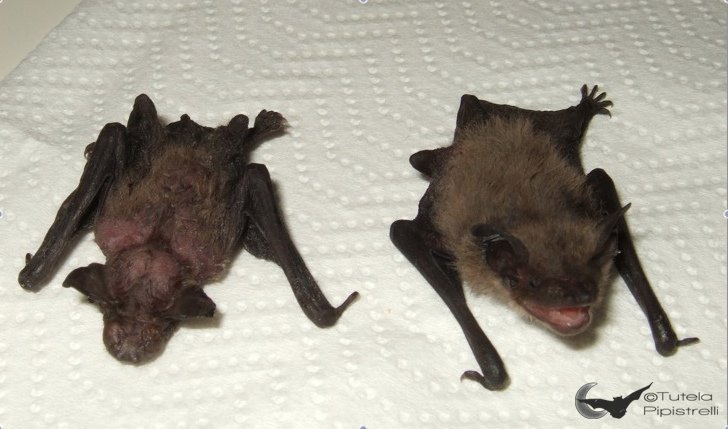 Pipistrellus kuhlii alimentato scorrettamente VS alimentazione corretta