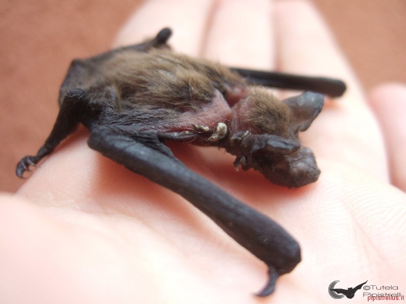 Pipistrellus kuhlii alimentato scorrettamente