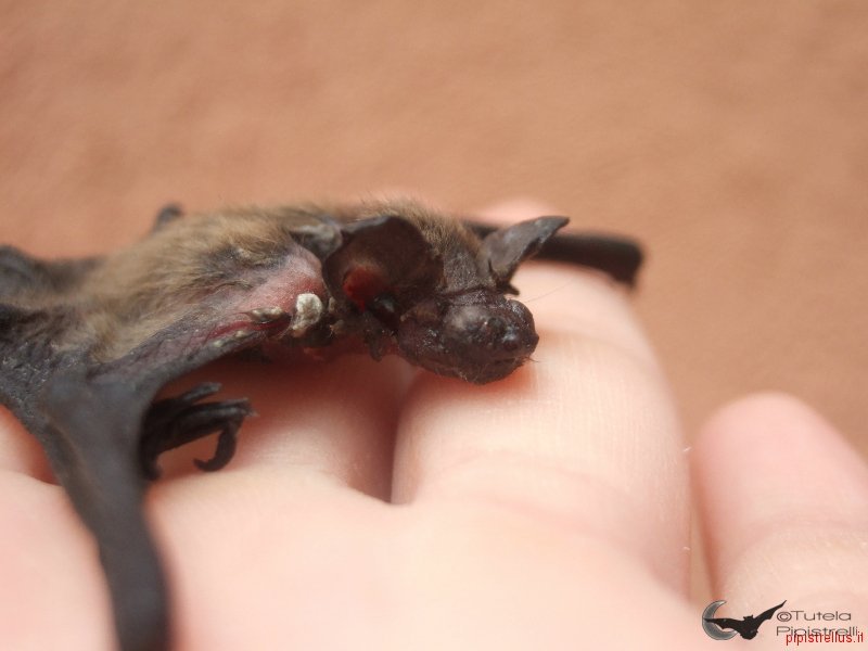 Pipistrellus kuhlii alimentato scorrettamente