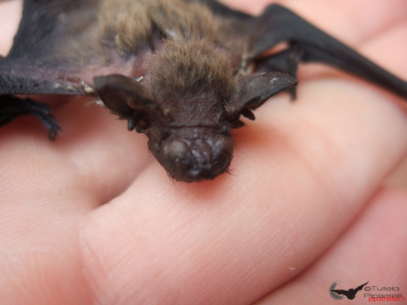 Pipistrellus kuhlii alimentato scorrettamente