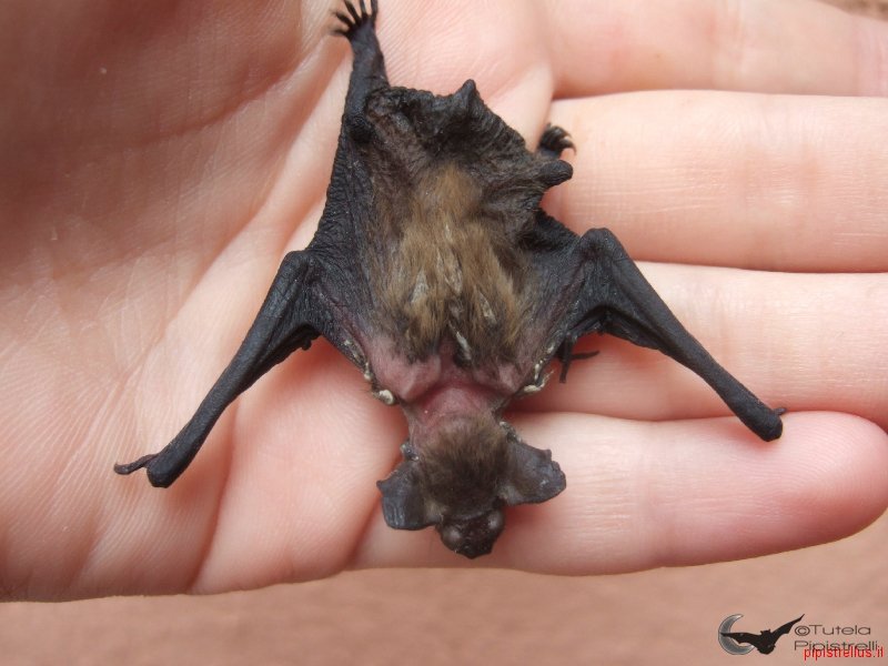 Pipistrellus kuhlii alimentato scorrettamente