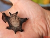 cucciolo di pipistrello di savi (Hypsugo savii)