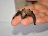 cucciolo di pipistrello di savi (Hypsugo savii)