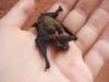 Pipistrellus kuhlii alimentato scorrettamente