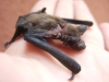 Pipistrellus kuhlii alimentato scorrettamente