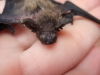 Pipistrellus kuhlii alimentato scorrettamente