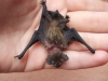 Pipistrellus kuhlii alimentato scorrettamente