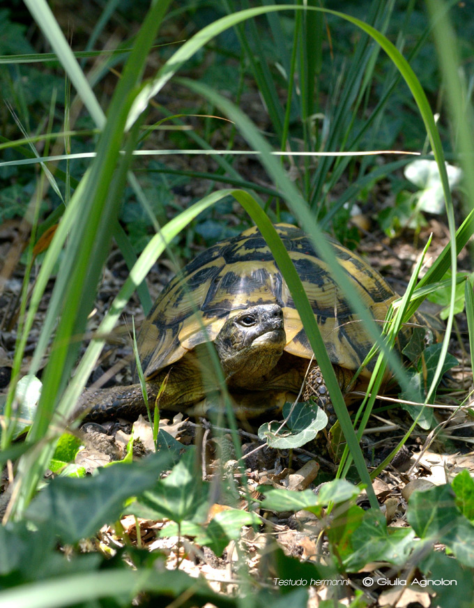 Testudo_hermanni_GA_s