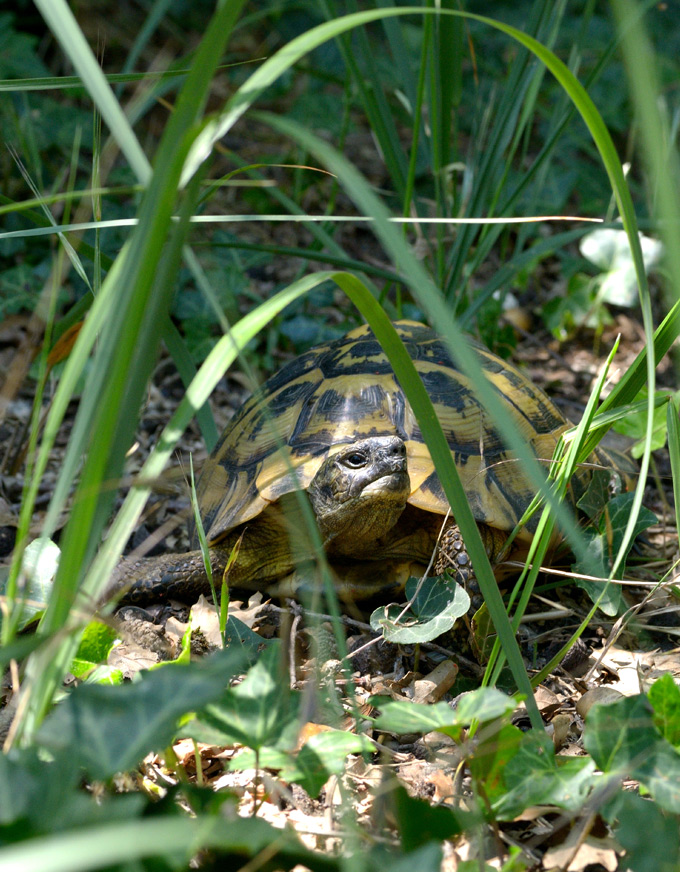 Testudo_hermanni_GA_s