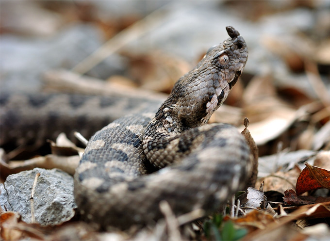 Vipera_ammodytes_AD_s