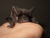 I pipistrelli sfidano anche i tumori