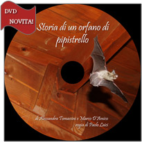 dvd novità: Storia di un orfano di pipistrello