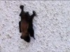 I pipistrelli si orientano grazie alla statistica