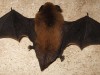 Tecnologia, pipistrelli ispirano il design dei velivoli militari