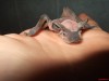 “Che cosa si prova a essere un pipistrello?”, di Thomas Nagel