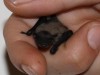 Il pipistrello vanitoso, favola sudamericana