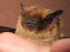 I pipistrelli cacciano gli insetti meglio degli uccelli