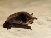 Pipistrelli usano muscoli superveloci per ecolocalizzazione