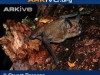In Nuova Zelanda il pipistrello che cammina