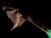 il pipistrello dalla lingua lunga