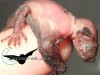 Questo neonato di Pipistrellus kuhlii pesa circa 1 grammo ed è lungo circa 1,5 cm