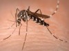 Zanzara tigre, strategie di intervento e contrasto