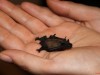 Come si chiama il pipistrello nei vari dialetti italiani