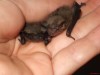 Il pipistrello è simbolo di rinascita