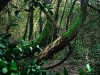 Macchiagrande (RM), aperte le iscrizioni per il corso di guida naturalistica