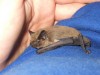 Pipistrelli, cosa dice la legge in Italia