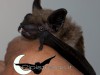 In Cina il pipistrello è sinonimo di felicità