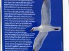 Liberare un animale, è un’emozione che ti rimane dentro una vita!