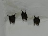 Nuova colonia di pipistrelli nel Parco dell’Asinara