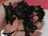 Come e perchè i pipistrelli evitano alcune malattie?