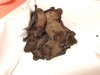 Filastrocca del pipistrello: cos’è una taddarita
