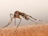 Convegno: E’ possibile difendersi realmente dalla “zanzara tigre”?