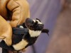 Nuovo genere di pipistrello identificato in Sud Sudan