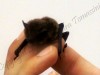 Un no ai pesticidi per salvare i pipistrelli