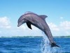 SOS Delfini, parte la campagna con la Colò e Panariello