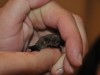 Vlad e Zora, una “bella” storia di pipistrelli da raccontare ai bimbi