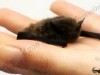 Come riconoscere un pipistrello maschio da una femmina?