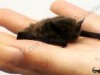 Pipistrellus kuhlii, una testa più grande per mangiare meglio