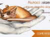 Il “tuo” aiuto concreto in difesa dei pipistrelli italiani
