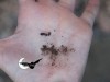 sul palmo della mano sono visibili un cilindro di guano di pipistrello mentre uno è stato sbriciolato e si vede la polverina in cui si riduce se schiacciato